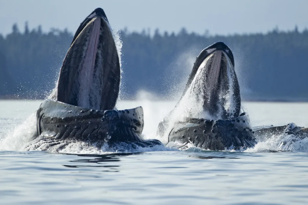 Scientists discover the anatomy behind the songs of Baleen whales