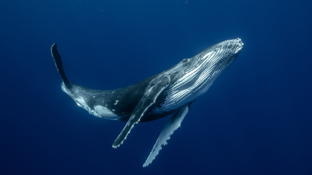 Scientists discover the anatomy behind the songs of Baleen whales