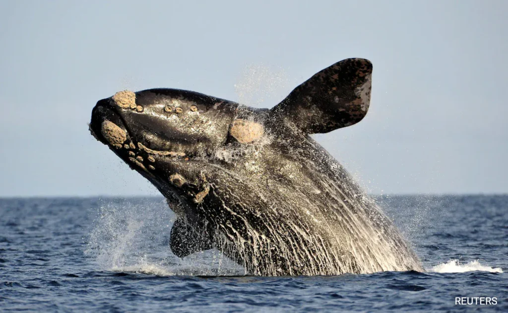 Scientists discover the anatomy behind the songs of Baleen whales.